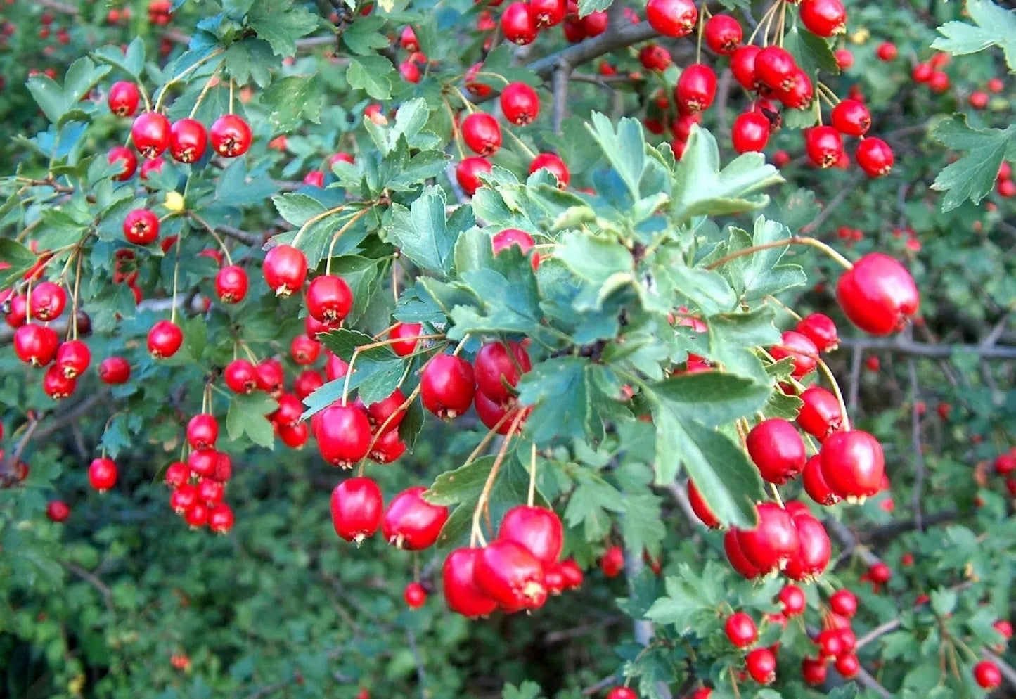 Wild Hawthorn Seeds Organic 20 Count Crataegus monogyna Native Plant