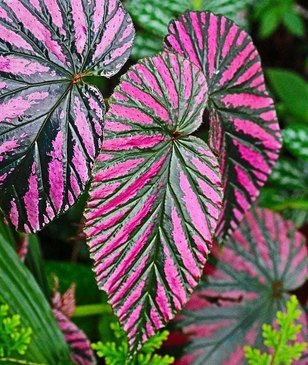 Begonia Brevirimosa Exotica Red Live Plant - 4-6" Tropical Foliage Indoor Houseplant, Decorative Container Plant