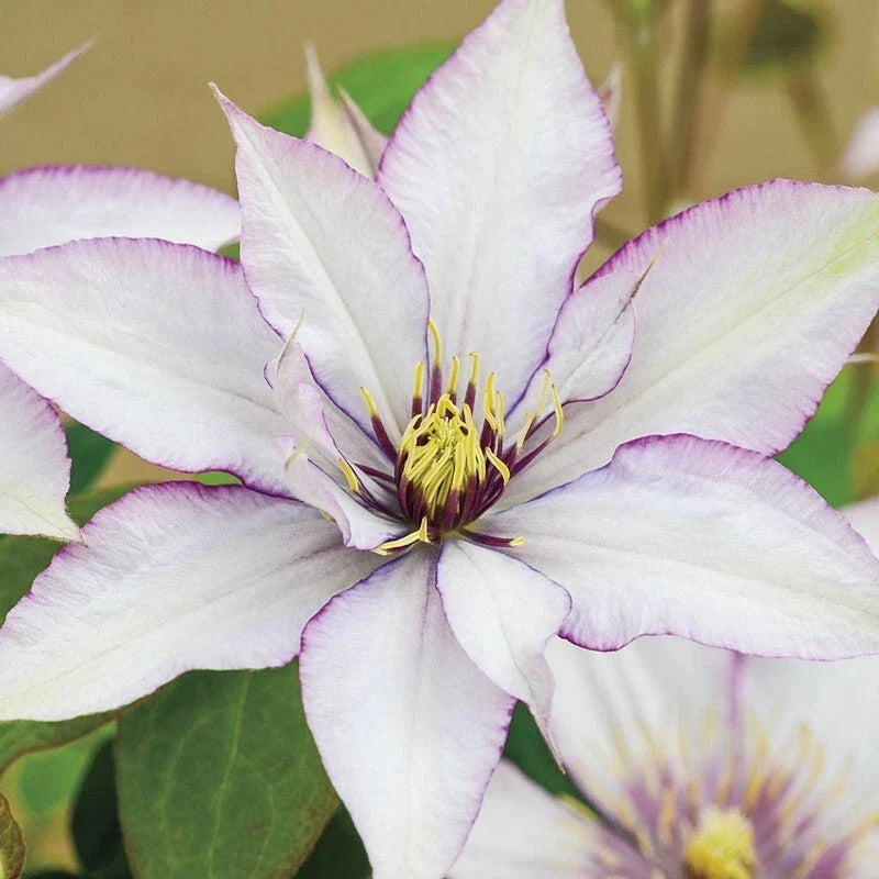 Sammi Jo Clematis Seeds, Climbing Perennial with Pink & White Blooms, Clematis 'Sammi Jo' Seeds, Garden Climbing Vine, USA Seller