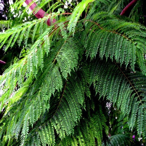 Jacaranda Fern Tree Seeds - Tropical Blue Flowers - Mimosifolia acutifolia - Exotic Garden or Landscape Plant Seeds