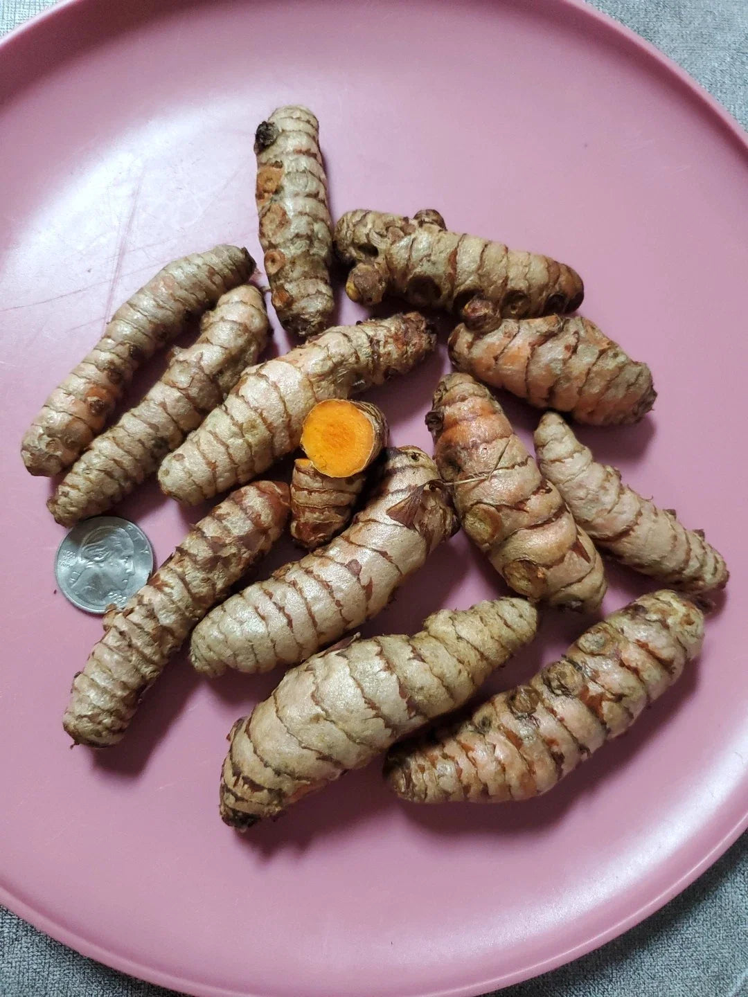 Fresh Turmeric Roots - Organic Live Plant Roots for Growing - Curcuma longa