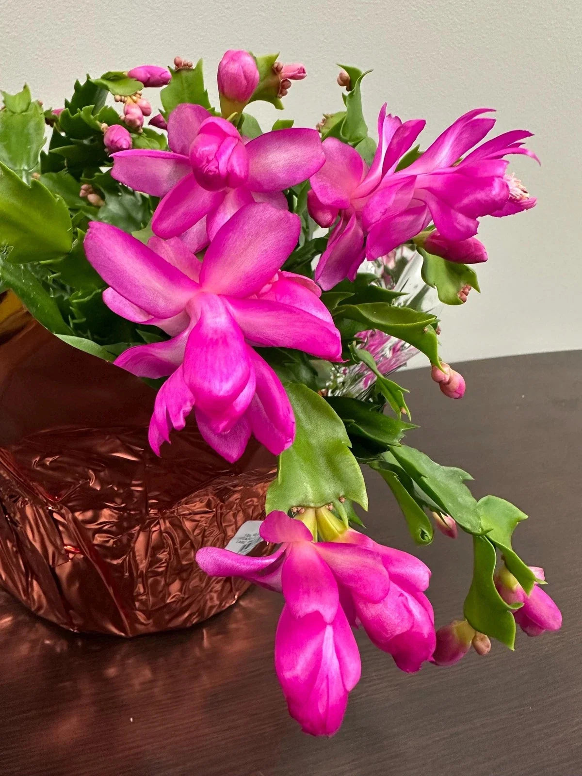 Unrooted Purple Dancer Schlumbergera Truncata Christmas Cactus Cuttings – Holiday Indoor Plant Propagation