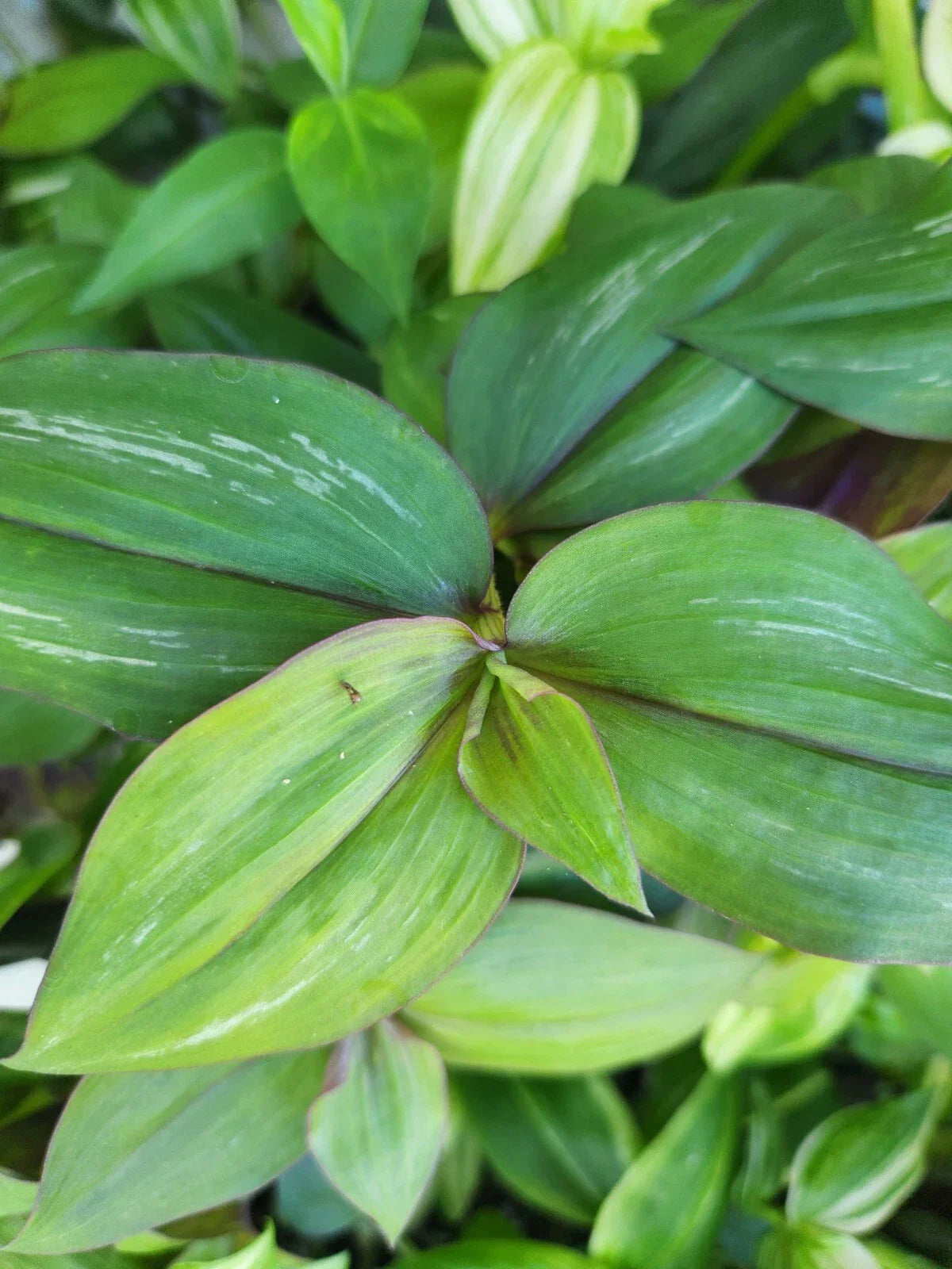 Wandering Jewel Plant - Tradescantia Zebrina Flame Dance - 4 Inch Pot