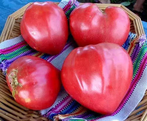 Oxheart Tomato Seeds - Giant Heirloom NON-GMO Tomatoes for Home Gardens
