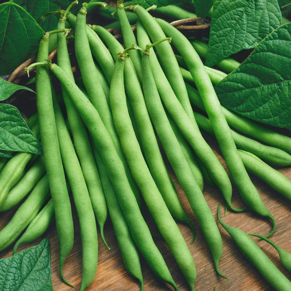 Provider Green Bean Seeds 50+ | Phaseolus vulgaris | Heirloom, Non-GMO, High Yield Bush Vegetable Seeds