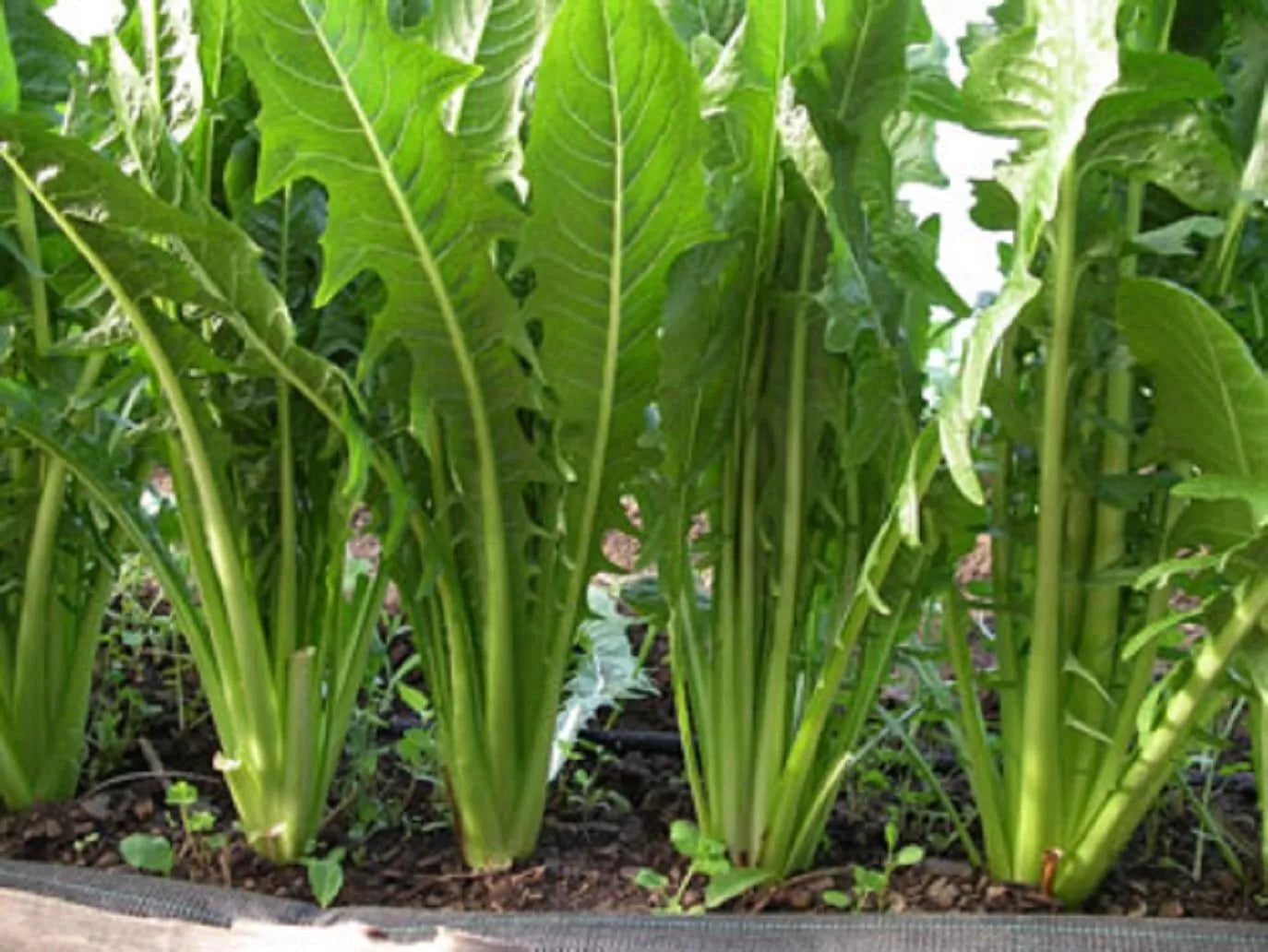 Catalogna Emerald Endive Seeds NON-GMO | Italian Chicory Heirloom Seeds