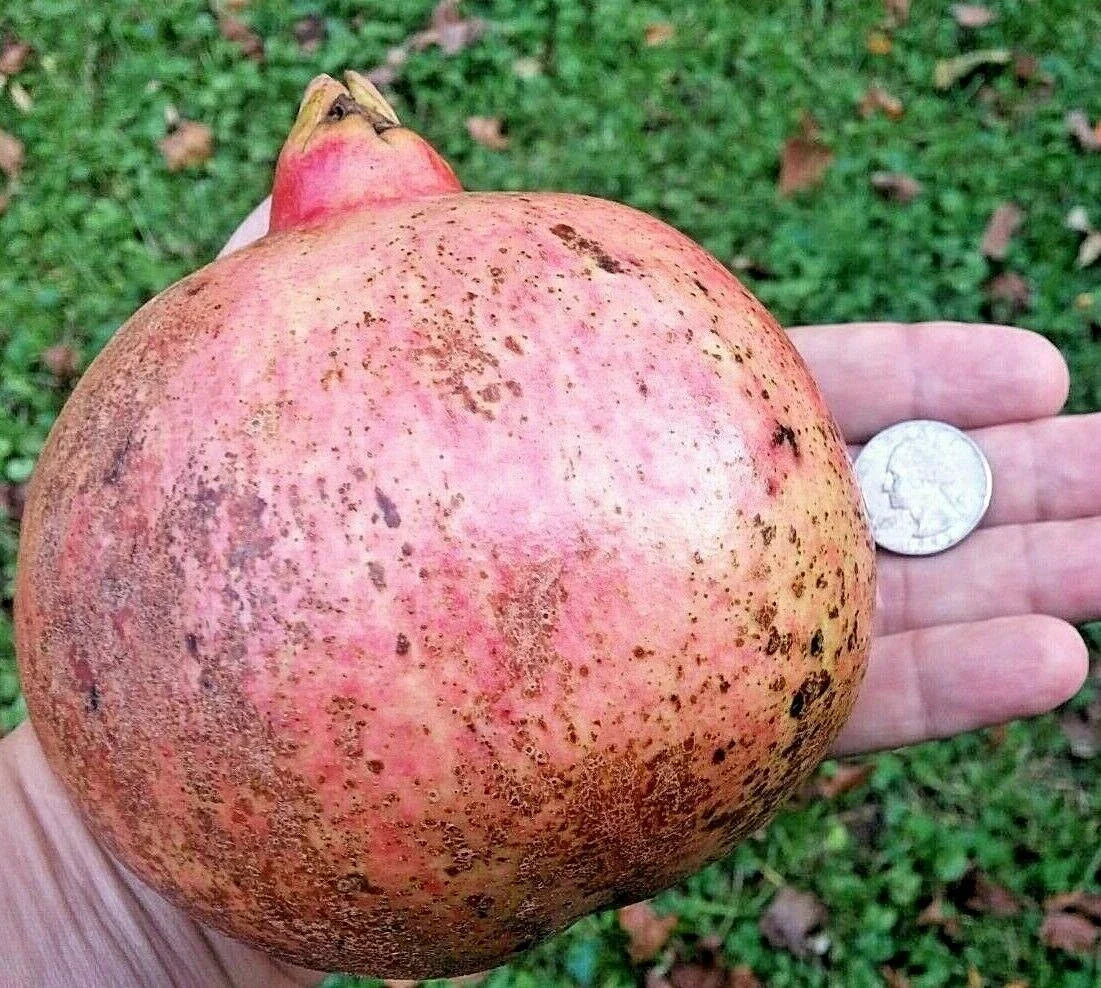 12 Thin Pomegranate Wonderful Cuttings for Rooting and Grafting | Punica granatum