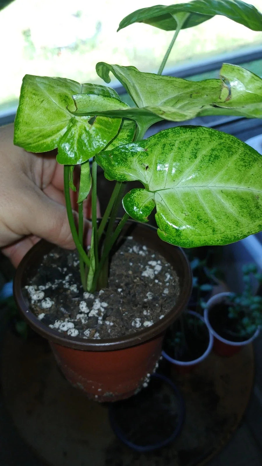 Arrowhead Houseplants 2-Pack with Decorative Pots | Syngonium podophyllum | Easy-Care, Air-Purifying Indoor Plants