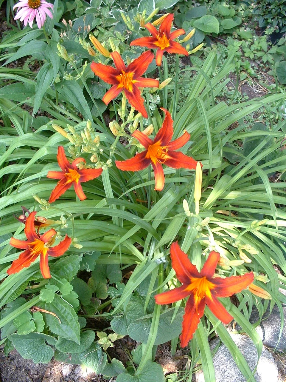 Organic Red Daylily Root Fans - Sammy Russell Late Bloomer Perennial - Hemerocallis 'Sammy Russell'