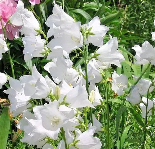 White Peach Leaf Bellflower Seeds, Campanula persicifolia, Large Flowers, Perennial Garden Seeds, Butterfly & Hummingbird Attracting