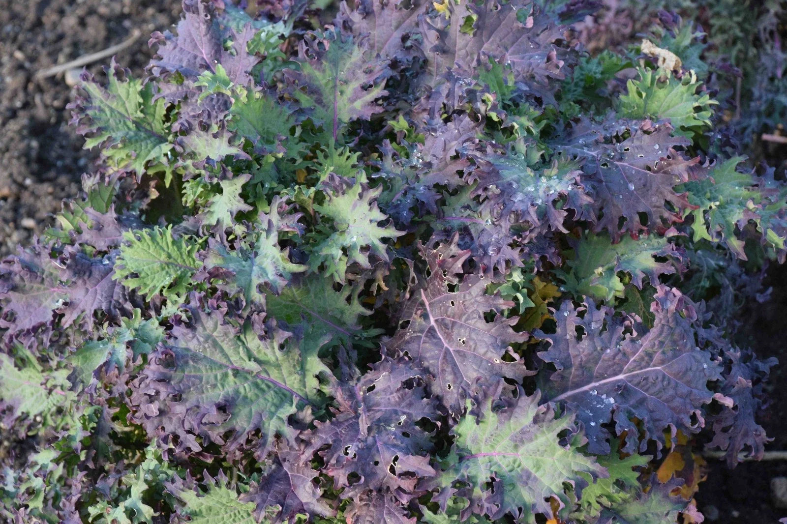 Red Russian Kale Seeds - NON-GMO Ragged Jack Variety, Antioxidant-Rich Heirloom Gardening Seeds