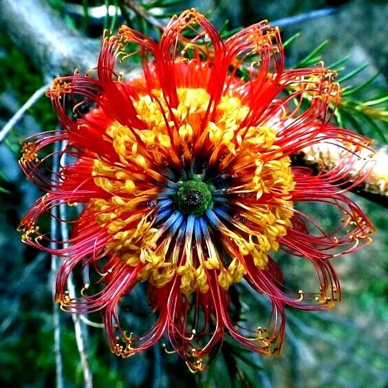 Rare Lantern Fireworks Tree Seeds - Banksia ericifolia 'Little Eric' - Unique Flowering Plant Seeds for Garden, Landscape & Pollinator Attracting
