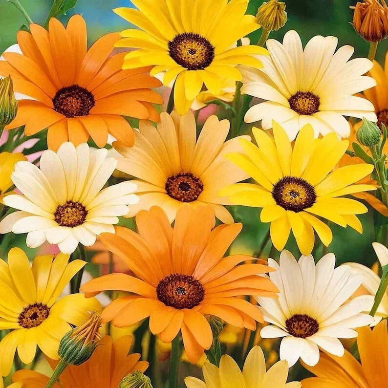 African Daisy Seeds - Organic Mix, Vibrant Colors, Arctotis spp. - 200 Seeds for Garden Beds & Containers