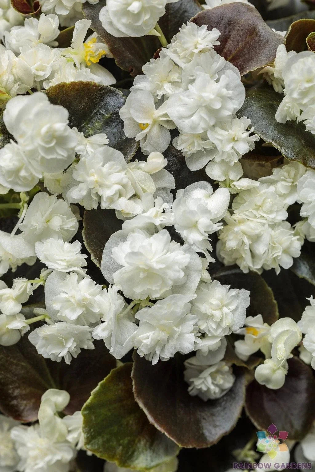 Double Up White Begonia Seeds - Begonia x tuberhybrida, Garden Planting, White Blooms, Annual, USA Grown