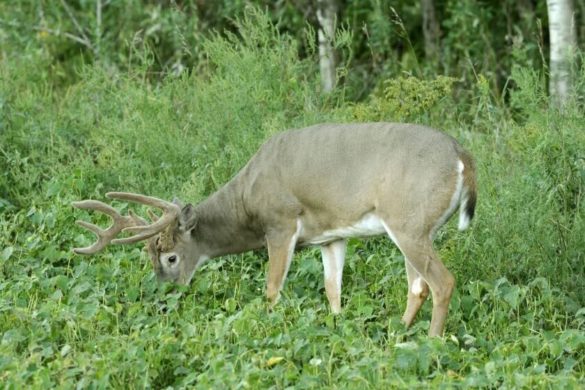 Deer Food Plots Seeds - Peas and Oats Cover Crop Mix for Wildlife Habitat, Fast Growing Spring Planting, Nutritious Forage
