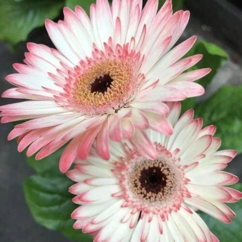 Gerbera Daisy Seeds Pack of 200 White & Pink Flowering Annuals for Garden, Containers, Borders - Gerbera jamesonii