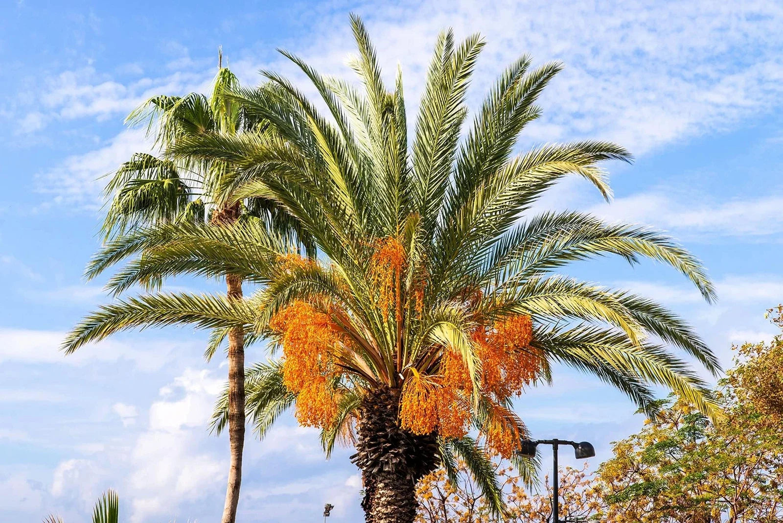 Jelly Palm Seeds 5 Pack - Butia capitata Tropical Garden Hardy Palms for Planting