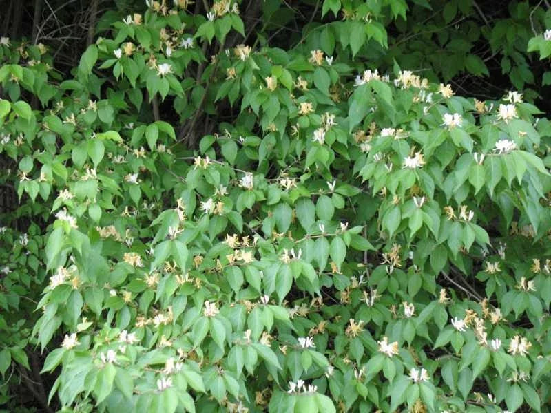 Honeysuckle Bush Live Plant – Well-Rooted Lonicera japonica, Fragrant Yellow & White Flowers, Deciduous Shrub, 6+ Inches