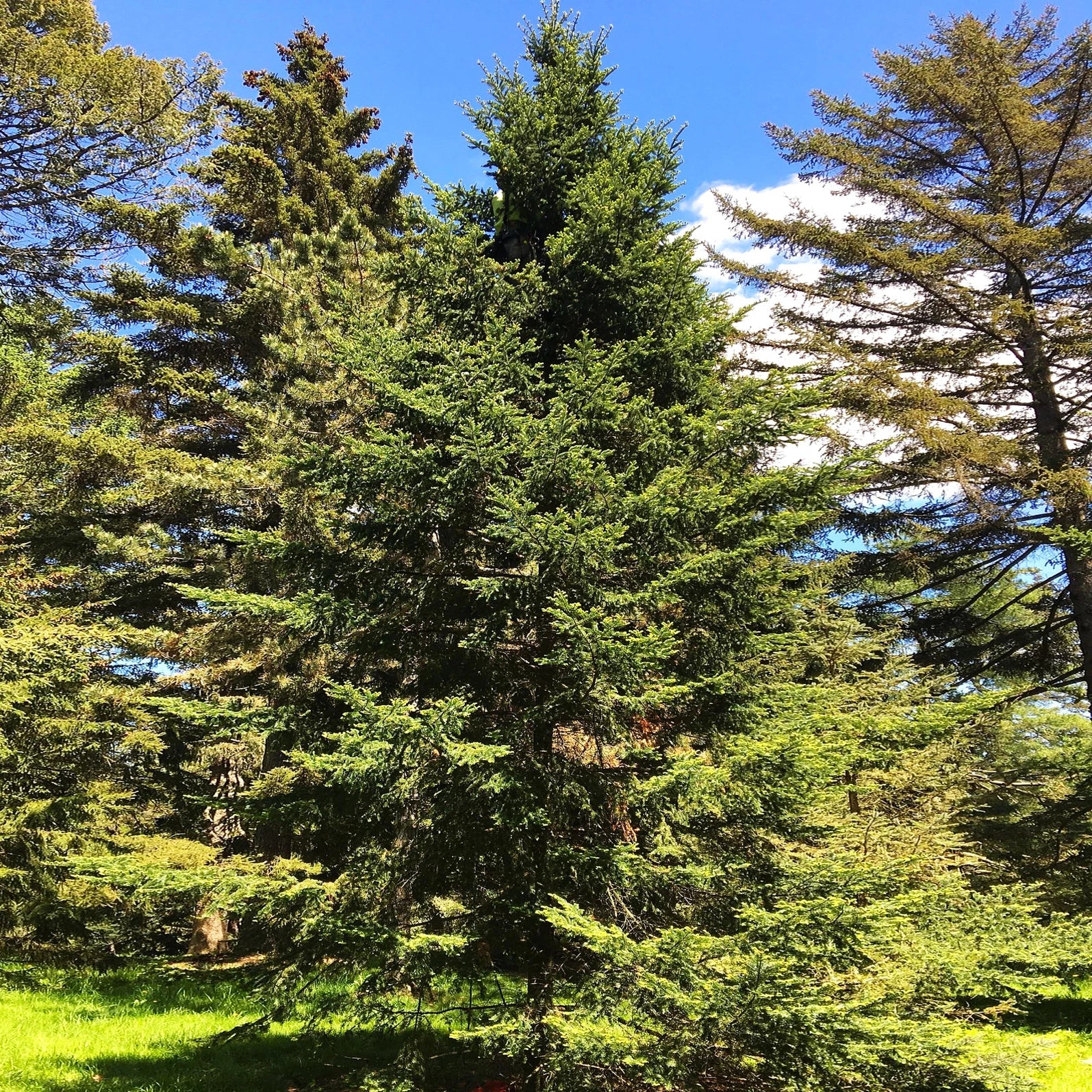 Balsam Fir Tree Seeds - Abies Balsamea - Evergreen Conifer for Reforestation & Landscaping - 2025 Planting