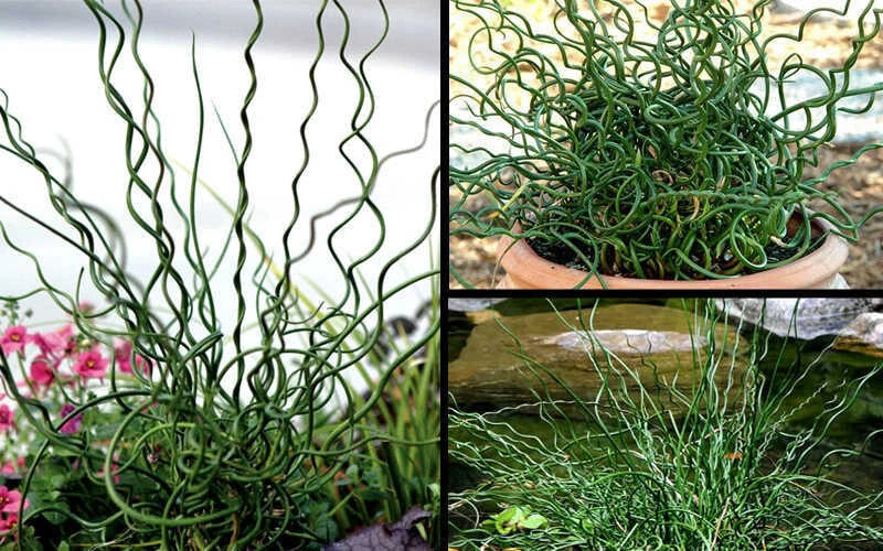 Big Twister Rush Live Starter Plant – Juncus effusus 'Big Twister' Ornamental Aquatic Grass, 12-20 Inches
