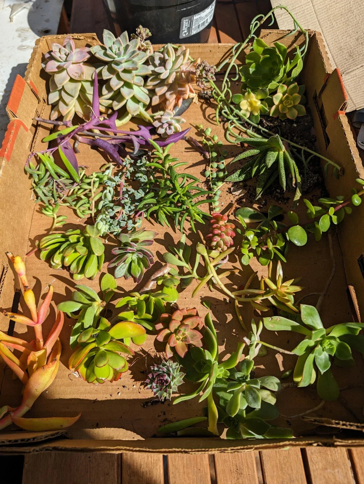 Assorted Succulent Cuttings - 35 Pieces, Over 50 Varieties for Planting & DIY Projects, Propagation, Indoor & Outdoor Gardens