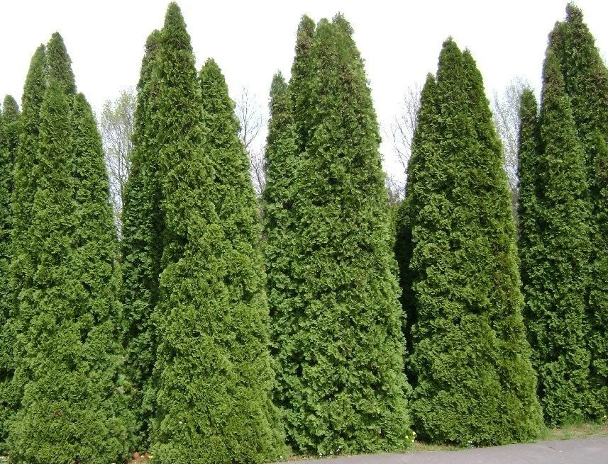 Thuja occidentalis Seeds - Bulk White Cedar Arborvitae for Privacy Hedges & Landscaping