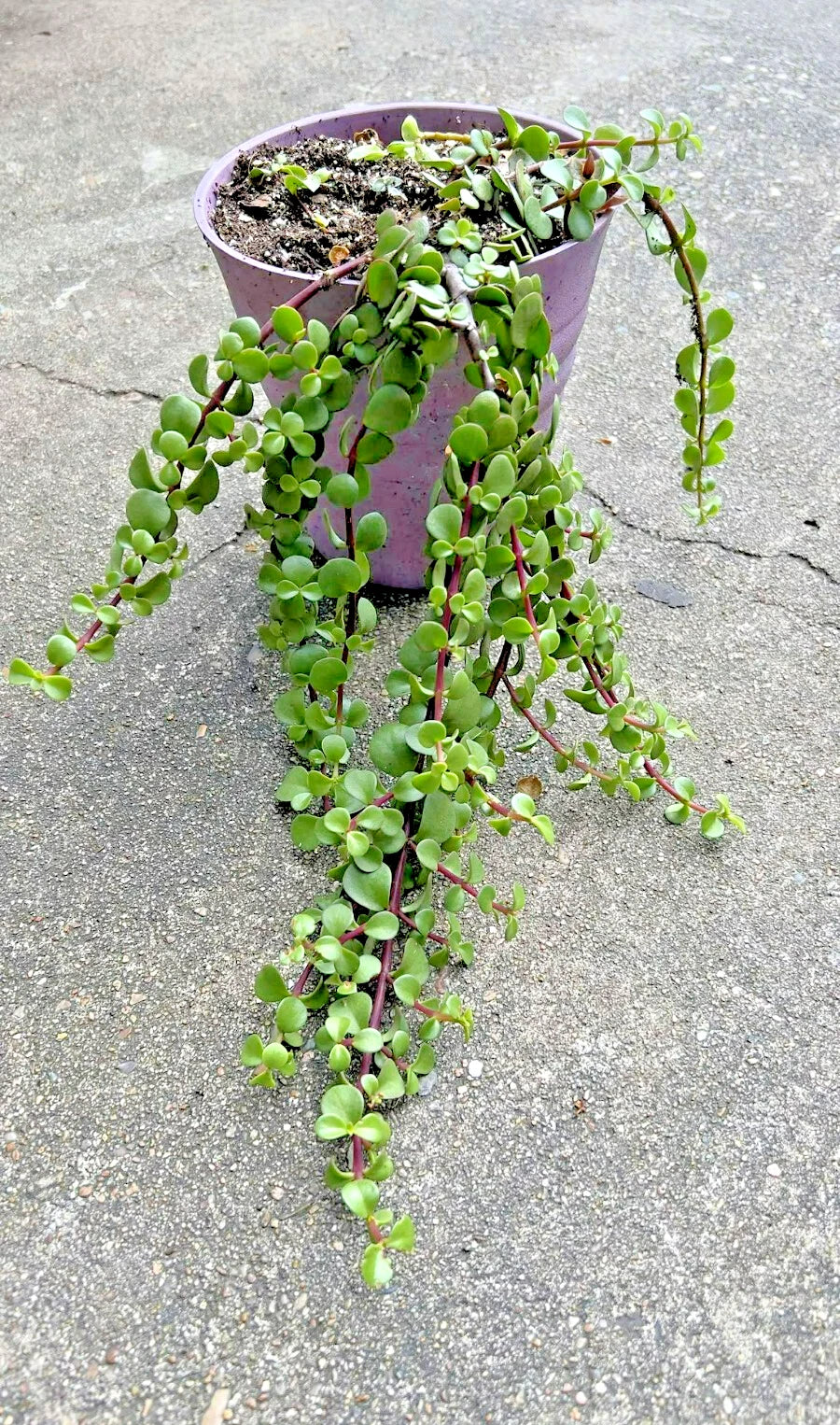 Rare Variegated Portulacaria Afra 'Aurea' Elephant Bush Bonsai 1-Gallon Succulent Plant for Indoor Decor