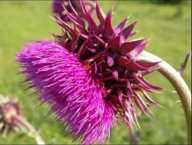Musk Thistle Seeds - 200+ Pack for Garden Planting - Carduus nutans - Attracts Pollinators & Wildlife