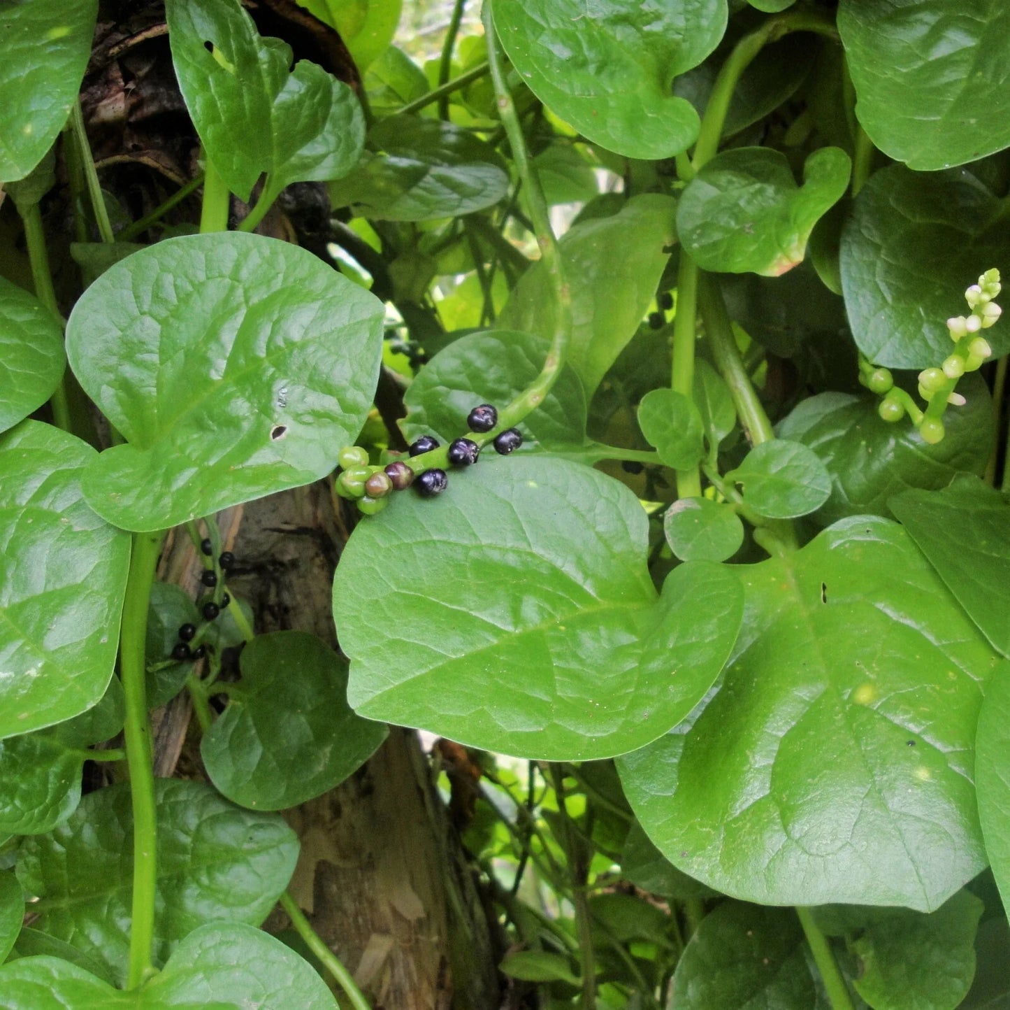 Giant Malabar Spinach Seeds | Round Leaf Green Vine Lettuce | Basella alba Vegetable Seed for Warm Climates