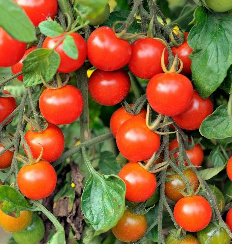 Large Red Cherry Tomato Seeds | Heirloom Solanum lycopersicum | Bush Grape Tomato Seeds for Containers & Gardens