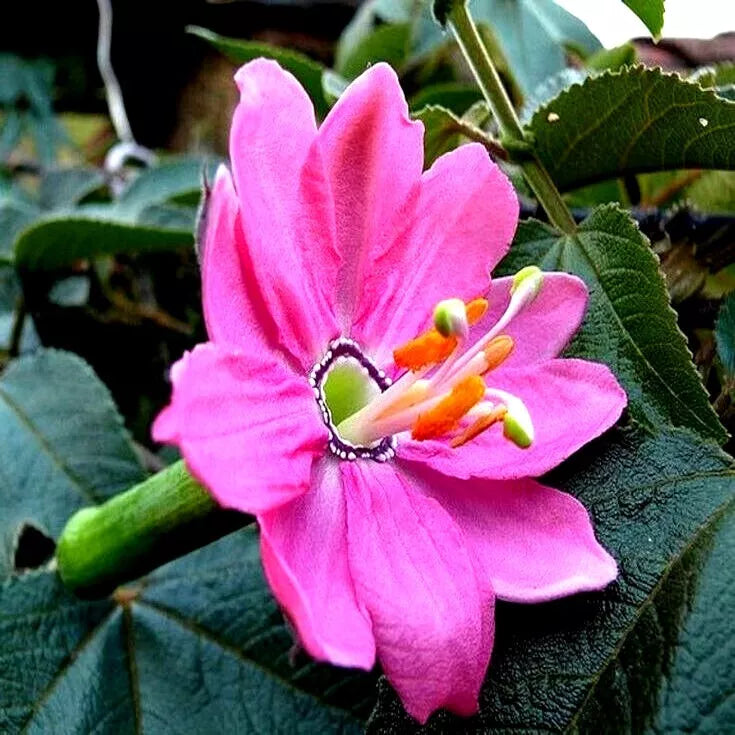 Banana Passionfruit Seeds - Rare Passiflora Mollissima Fast-Growing Vine for Garden or Trellis