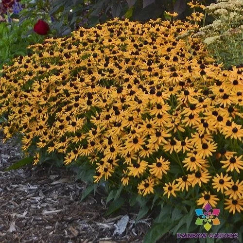 Little Goldstar Rudbeckia Seeds - 200+ Count, Black-eyed Susan, Rudbeckia hirta, Perennial Garden Planting, Full Sun, USA