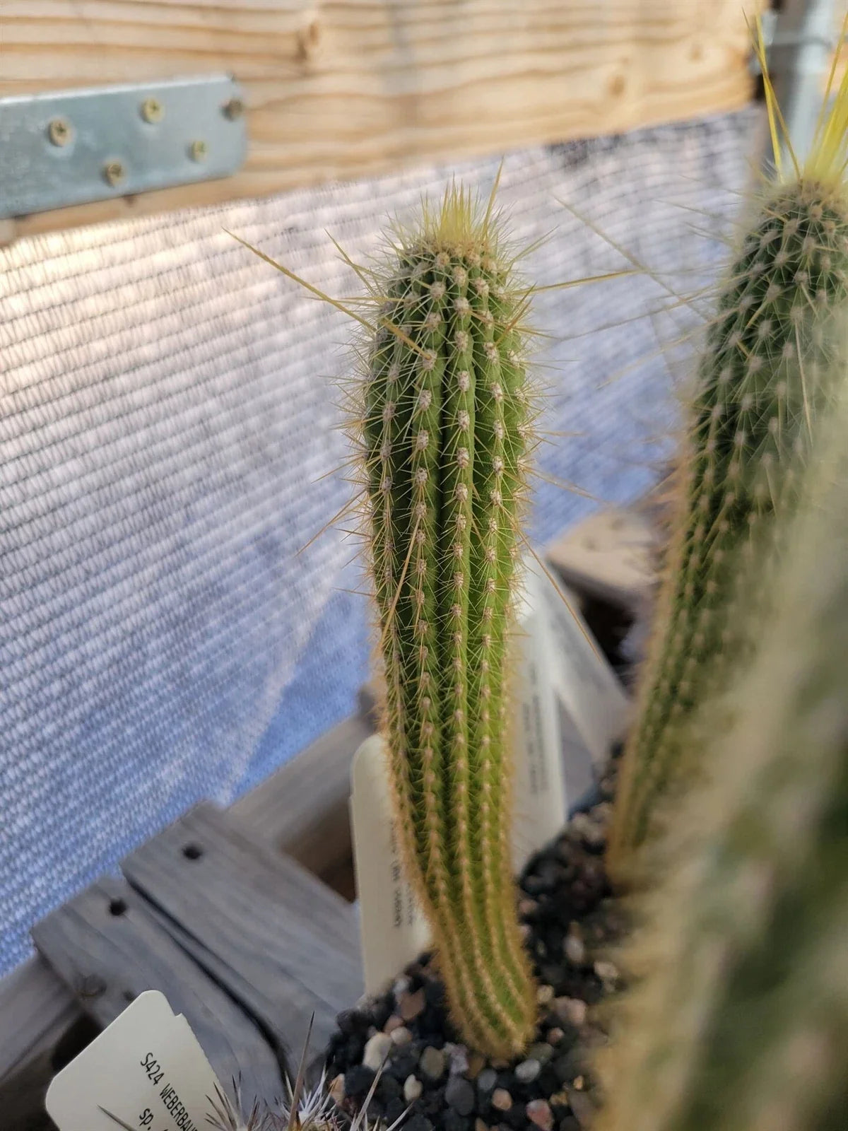 Weberbauerocereus albus Potted Cactus - White Spine Succulent Plant for Collection and Garden