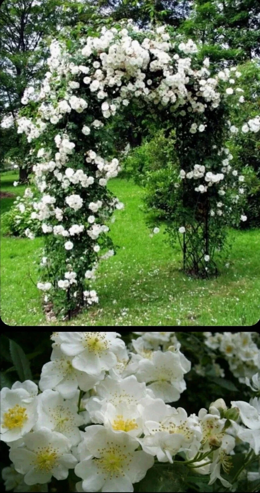 White Rose Bush Live Plant 2-3ft Bare Root Rosa × alba Fragrant White Blooms for Gardens & Landscapes