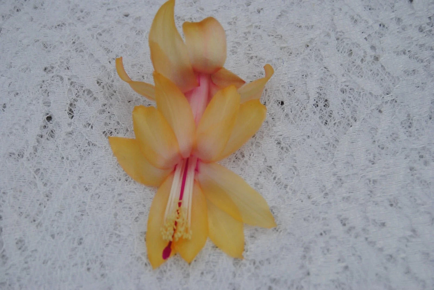 Christmas Cactus Starter Plant - Small Healthy Schlumbergera Truncata - Well-Rooted Cebeline Variety for Indoor Gardens
