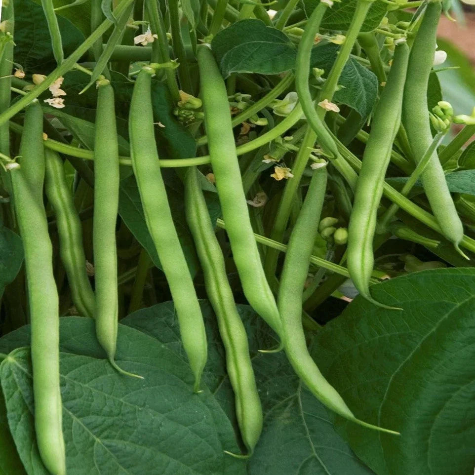 Stringless Green Bean Seeds - Phaseolus vulgaris, Bush Type, Non-GMO, for Vegetable Garden & Container Planting