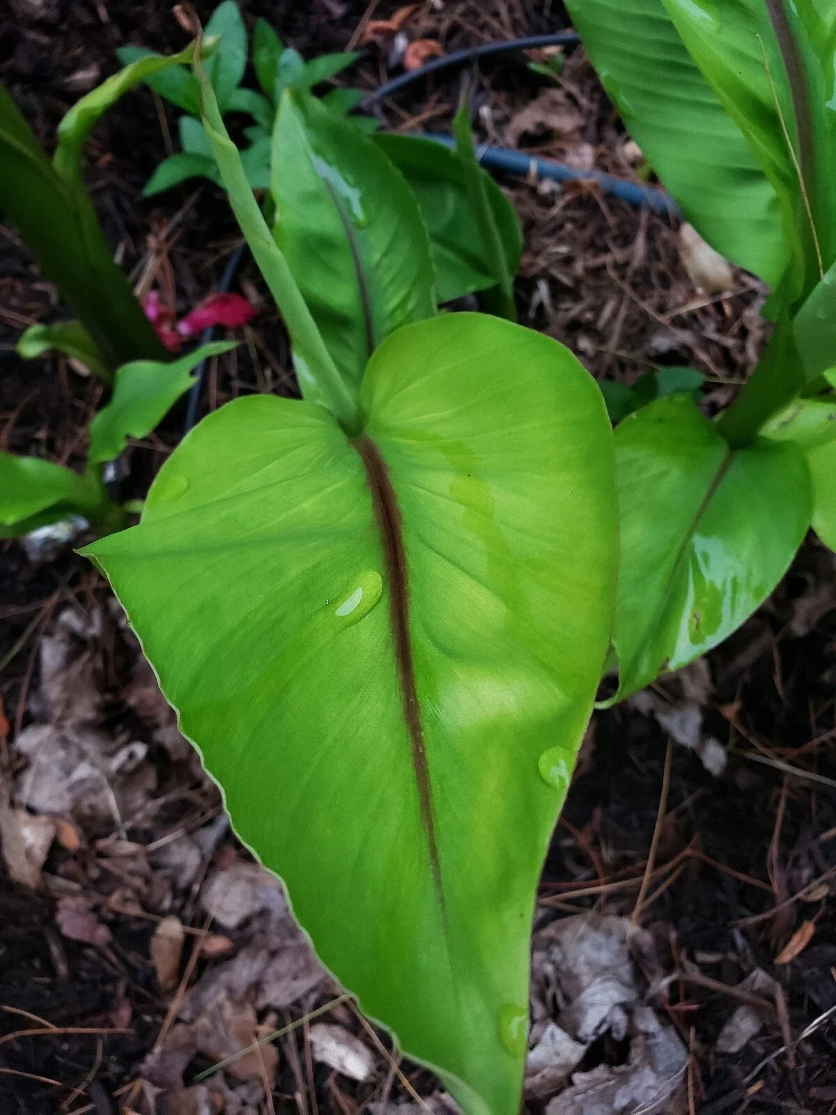Musa Basjoo Cold Hardy Banana Plant Pup – Resilient, Non-Tissue Cultured, Grown in NJ, Tropical Green Foliage, Hardy in Zones 5-10
