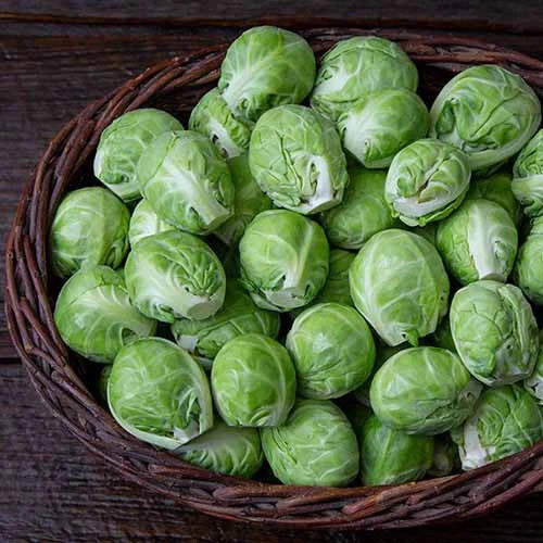 Brussels Sprouts Seeds 500+ Count – Dagan Variety – Organic, Non-GMO, Full Sun, Brassica oleracea