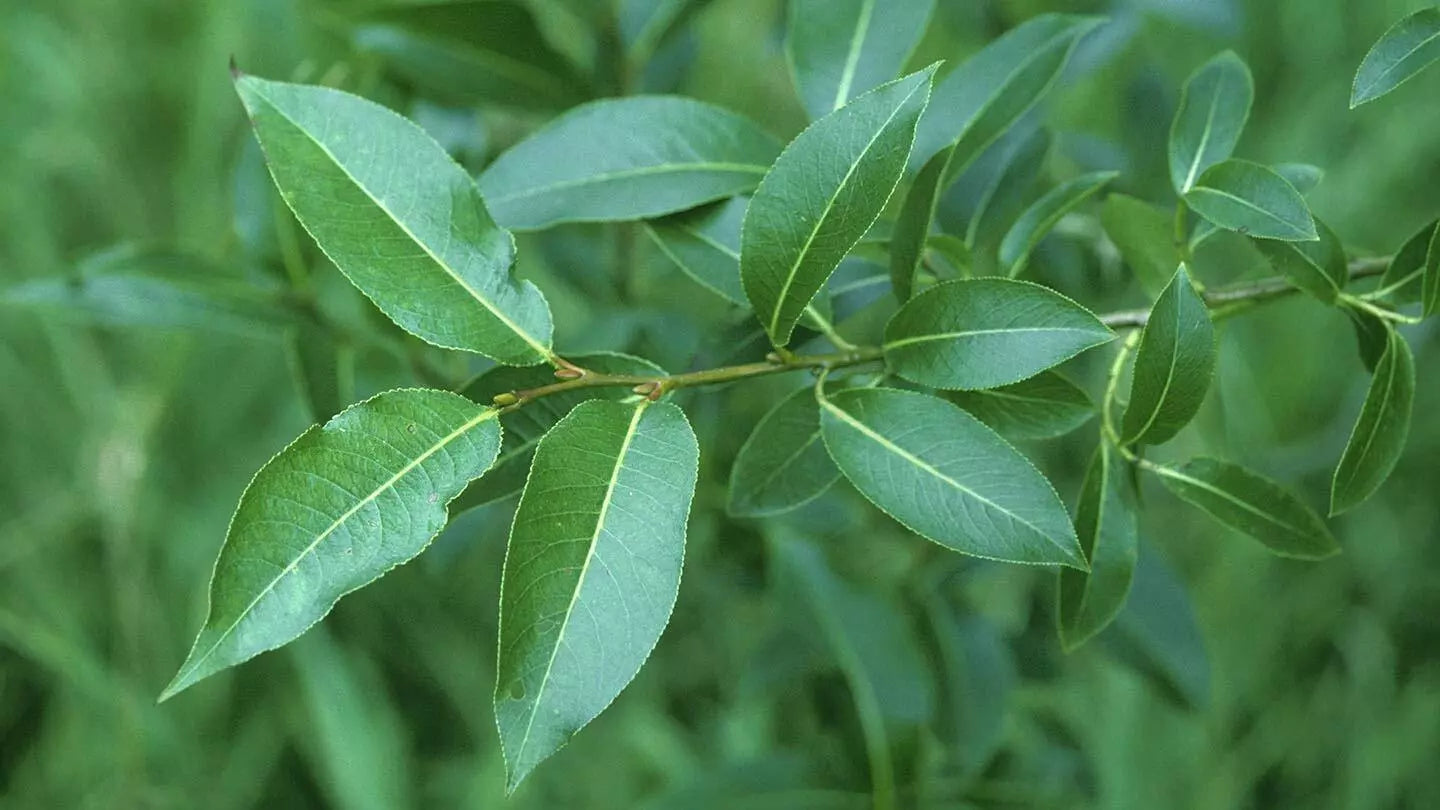 Bay Leaf Willow Tree Cuttings - 2 Live Salix pentandra Branches for Rare Growth and Landscaping