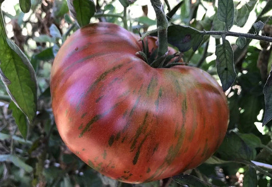 Chocolate Stripes Tomato Seeds – Heirloom Beefsteak Variety for Slicing, Vibrant Colorful Fruit, Solanum lycopersicum, 30-500 Seeds