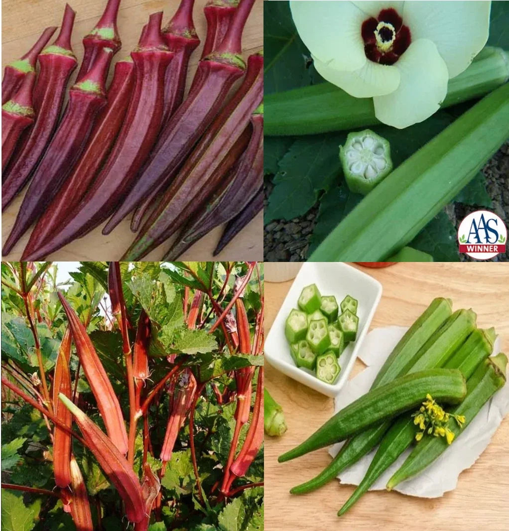 Okra Seeds Bulk Pack – Red Burgundy, Clemson Spineless, Jing Orange, Perkins – Vegetable Garden Variety, Abelmoschus esculentus