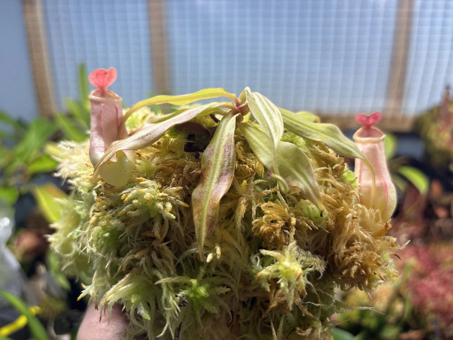Tropical Pitcher Plant in 4-Inch Pot | Nepenthes mirabilis | Carnivorous Indoor & Outdoor Plant