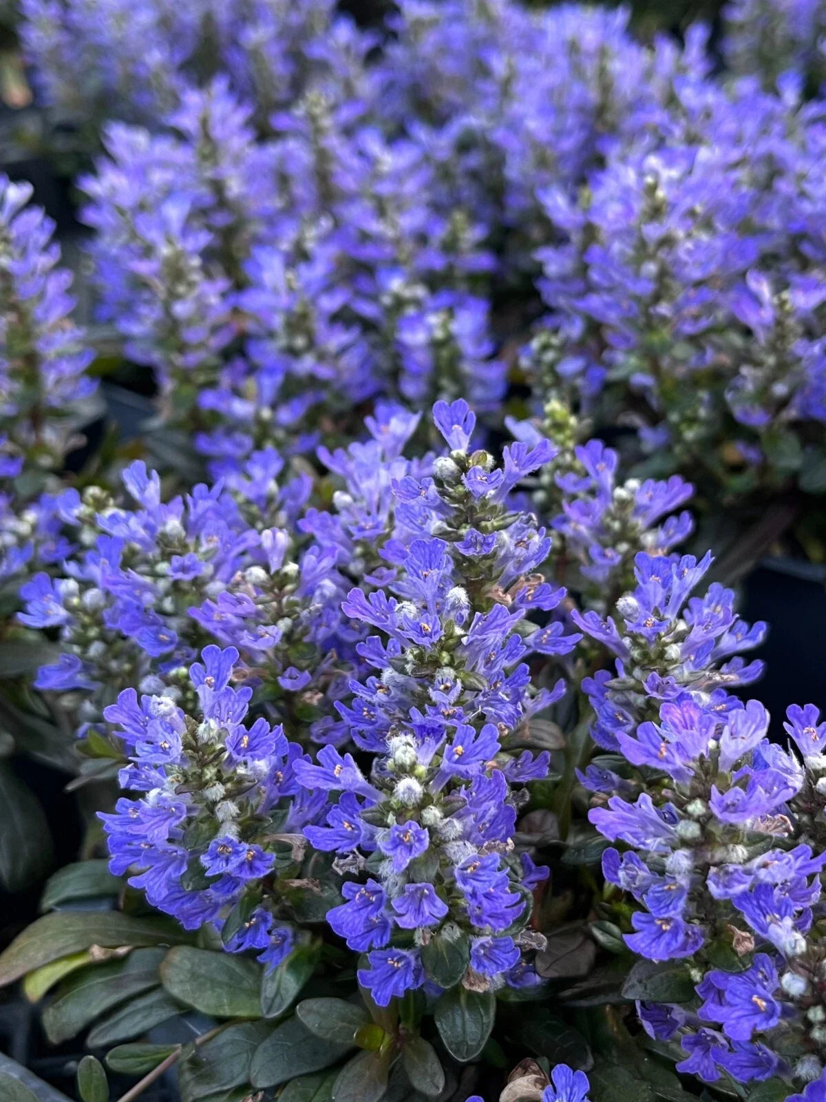 Chocolate Chip Ajuga Plant 4" Pot - Ajuga reptans 'Chocolate Chip' Low-Maintenance Evergreen Groundcover