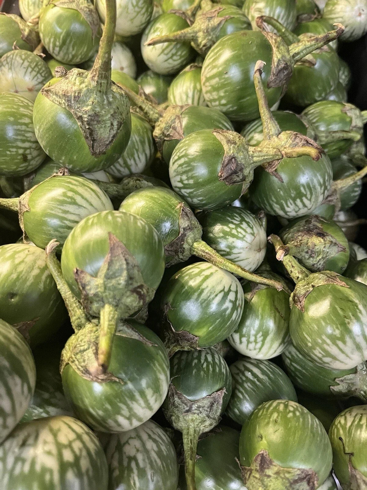 Round Thai Green Eggplant Seeds - Heirloom Solanum melongena for Home Gardening, 100+ Seeds