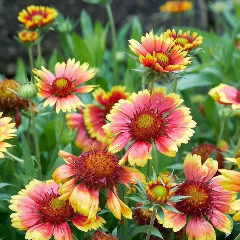 Blanket Flower Seeds Bulk Pack – Gaillardia spp. Non-GMO Annual & Perennial Mix for Pollinator Gardens