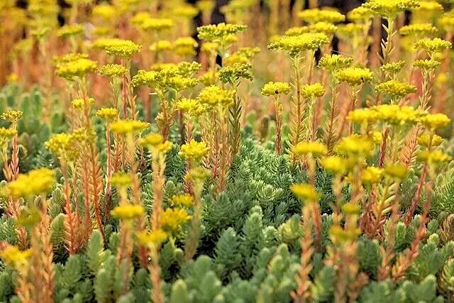 Sedum Seeds 200 Count - Blue Spruce Hardy Sedum with Yellow Summer Flowers - Easy to Grow Ground Cover Plant