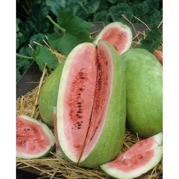 Watermelon Seeds - Charleston Grey Variety - Citrullus lanatus - Heirloom, Juicy, Large Oval Shape, Fresh Seed Packet