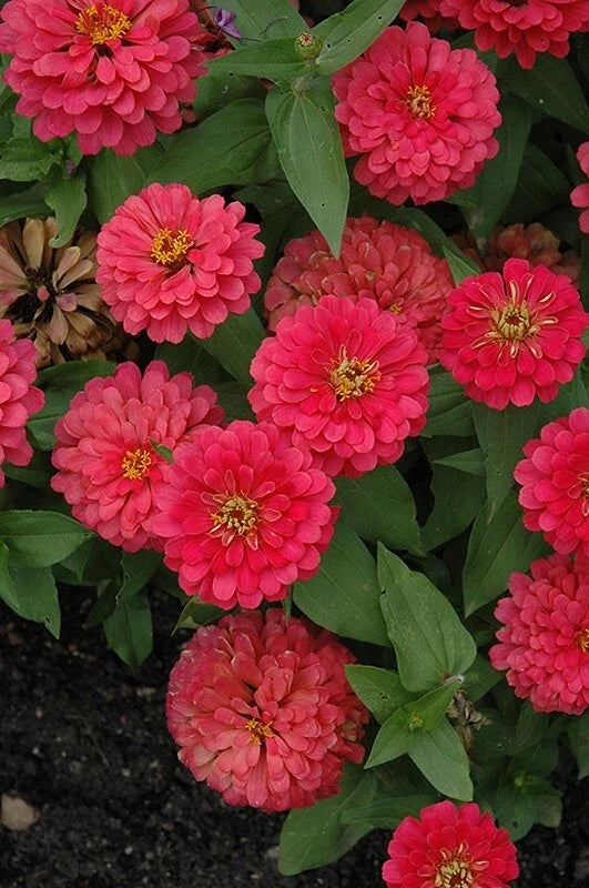 Magellan Cherry Zinnia Seeds - 100+ Pack, Zinnia elegans, Vibrant Red Flowers, Annual Garden Seeds for Borders & Containers