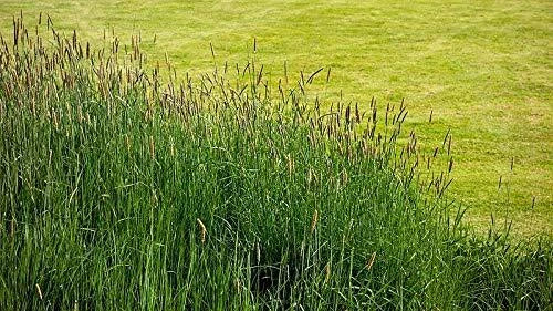 Timothy Grass Seeds Climax Variety for Cover Crops & Wildlife Food Plots, Phleum pratense, 2,000 Seeds