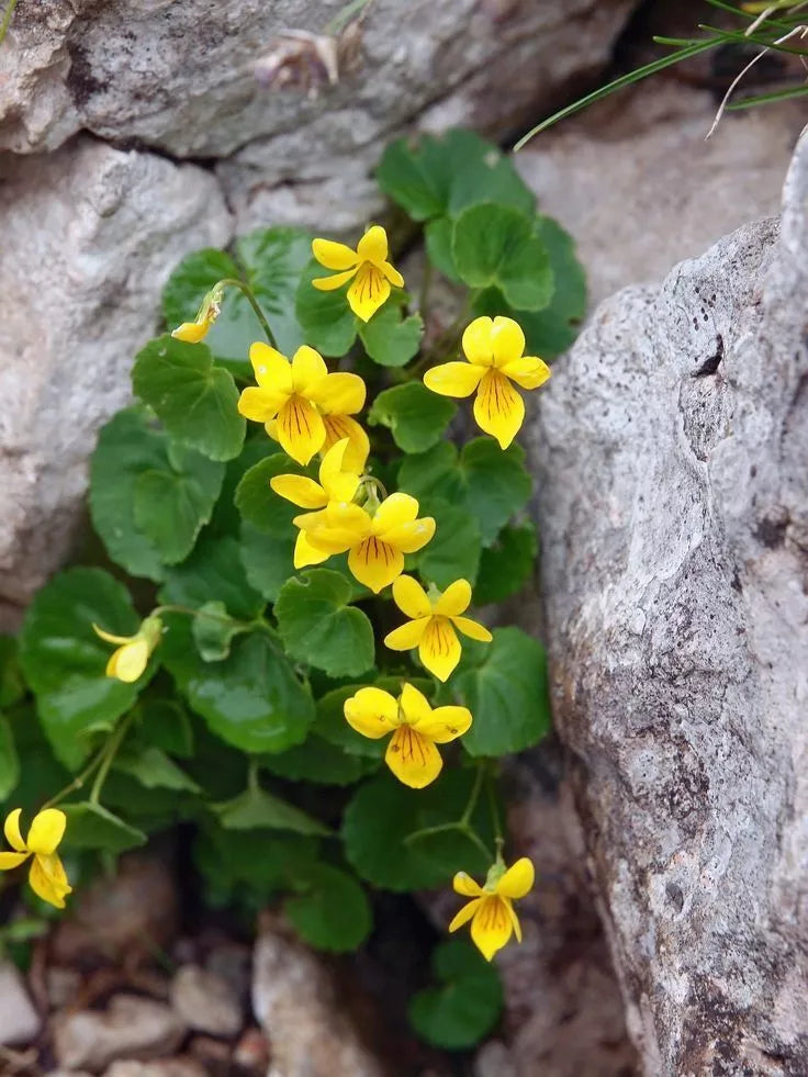 Yellow Violets Bare-root Viola Rotundifolia All-yellow Flowers Heart-shaped Leaves Spring Blooms